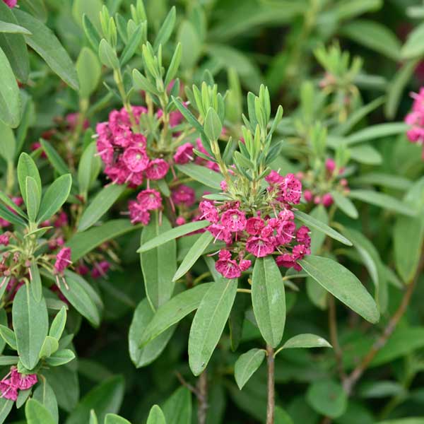 Kapealehtikalmia